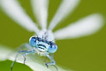 Common blue damselfly {Enallagma cyathigerum}, portrait, Tamar Lake, Cornwall, UK. June. Did you know? Damselfly eyes are clearly separated whereby most dragonflies eyes touch, or nearly touch, at the...