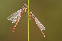 Small red damselflies {Ceriagrion tenellum} covered in morning dew, Arne (RSPB) Nature Reserve, Dorset, UK. August. Did you know? Male red damselflies have a red abdomen (not surprisingly), females ar...