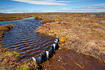 Dam in place to re-wet blanket bog at RSPB Forsinard Flows, Flow country, Caithness, Highland, Scotland, UK, June 2011