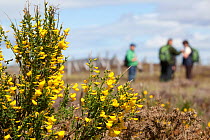 Family on nature walk at RSPB Forsinard Flows with flowering gorse bush in the foreground, Flow country, Caithness, Highland, Scotland, UK, June 2011