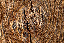 Patterns within weathered wood, Flow country, Forsinard, Caithness, Highland, Scotland, UK