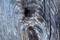 Patterns within weathered wood, Flow country, Forsinard, Caithness, Highland, Scotland, UK