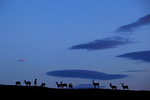 Silhouette of herd of female Red deer (Cervus elaphus) on ridge at dawn, RSPB Forsinard Flows, Flow country, Caithness, Highland, Scotland, UK, June 2011. Did you know? Red deer are essentially forest...