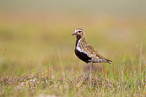 Golden plover (Pluvialis apricaria) in breeding plumage, Outer Hebrides, Scotland, UK, May