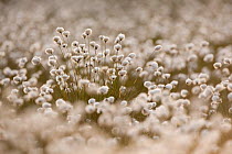 Harestail Cotton grass (Eriophorum vaginatum) in flower, Flow Country, Forsinard, Caithness, Highland, Scotland, UK, May