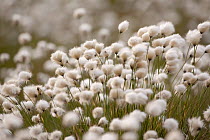 Harestail cottongrass (Eriophorum vaginatum) in flower, Flow Country, Forsinard, Caithness, Highland, Scotland, UK, May