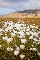 Harestail cottongrass (Eriophorum vaginatum) in flower, Flow Country, Forsinard, Caithness, Highland, Scotland, UK, May