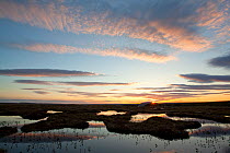 Dawn sky over peatbog landscape, Flow Country, Forsinard, Caithness, Highland, Scotland, UK, June