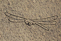 Emblem of moorland species (dragonfly) carved into stone pathway at RSPB Forsinard reserve, The Flow Country, Caithness, Highland, Scotland, UK, June 2011