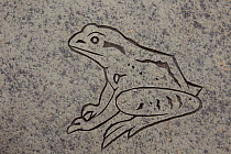 Emblem of moorland species (frog) carved into stone pathway at RSPB Forsinard reserve, The Flow Country, Caithness, Highland, Scotland, UK, June 2011