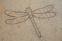 Emblem of moorland species (dragonfly) carved into stone pathway at RSPB Forsinard reserve, The Flow Country, Caithness, Highland, Scotland, UK, June 2011