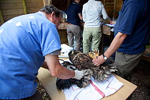Veterinary inspections on newly imported White tailed sea eagle chicks (Haliaeetus albicilla) part of the East Scotland Sea Eagle reintroduction project, Fife, Scotland, UK, June 2011.