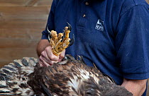 Veterinary inspections on claws of White tailed sea eagle chicks (Haliaeetus albicilla) part of the East Scotland Sea Eagle reintroduction project, Fife, Scotland, UK, June 2011.
