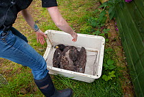 Veterinary inspection of White tailed sea eagle chicks (Haliaeetus albicilla) part of the East Scotland Sea Eagle reintroduction project, Fife, Scotland, UK, June 2011.