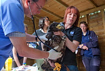 Veterinary inspection of White tailed sea eagle chick (Haliaeetus albicilla) part of the East Scotland Sea Eagle reintroduction project, Fife, Scotland, UK, June 2011.