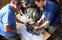 Veterinary inspection on White tailed sea eagle chick (Haliaeetus albicilla) part of the East Scotland Sea Eagle reintroduction project, Fife, Scotland, UK, June 2011.