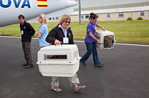 Shipping crates of Norwegian White tailed sea eagle chicks (Haliaeetus albicilla) carried from airplane at Edinburgh airport, part of the East Scotland Sea Eagle reintroduction project, Fife, Scotland...