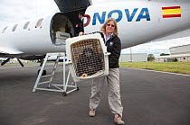 Shipping crate of Norwegian White tailed sea eagle chick (Haliaeetus albicilla) carried from airplane at Edinburgh airport by RSPB staff, part of the East Scotland Sea Eagle reintroduction project, Fi...