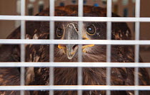Shipping crate containing newly imported Norwegian White tailed sea eagle chick (Haliaeetus albicilla), part of the East Scotland Sea Eagle reintroduction project, Fife, Scotland, UK, June 2011