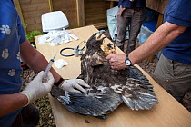 Veterinary inspection on newly imported White tailed sea eagle chick (Haliaeetus albicilla), part of the East Scotland Sea Eagle reintroduction project, Fife, Scotland, UK, June 2011