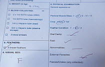 Veterinary inspection sheet on newly imported White tailed sea eagle chick (Haliaeetus albicilla), part of the East Scotland Sea Eagle reintroduction project, Fife, Scotland, UK, June 2011