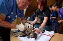 Veterinary inspection of newly imported White tailed sea eagle chick (Haliaeetus albicilla), part of the East Scotland Sea Eagle reintroduction project, Fife, Scotland, UK, June 2011