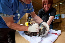 Veterinary inspections on newly imported White tailed sea eagle chick (Haliaeetus albicilla), part of the East Scotland Sea Eagle reintroduction project, Fife, Scotland, UK, June 2011