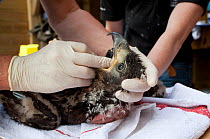 Veterinary inspections on newly imported White tailed sea eagle chick (Haliaeetus albicilla), part of the East Scotland Sea Eagle reintroduction project, Fife, Scotland, UK, June 2011
