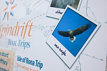 Tourist signs promoting boat trips and tourist exhibits based around the presence of White tailed sea eagles, Portree, Skye, Inner Hebrides, Scotland, UK, June 2011