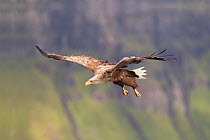 RF- White tailed sea eagle (Haliaeetus albicilla) in flight, Portree, Skye, Inner Hebrides, Scotland, UK. June. (This image may be licensed either as rights managed or royalty free.)