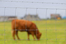 Cattle grazing behind livestock fencing, North Uist, Western Isles / Outer Hebrides, Scotland, UK, May 2011