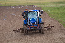 Tractor ploughing machair, RSPB Balranald reserve, North Uist, Western Isles / Outer Hebrides, Scotland, UK, May 2011