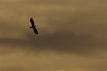 Lapwing (Vanellus vanellus) in flight, silhouetted at dusk, North Uist, Western Isles / Outer Hebrides, Scotland, UK, May