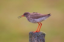 Redshank (Tringa totanus) calling from post, Balranald RSPB reserve, North Uist, Western Isles / Outer Hebrides, Scotland, UK, May