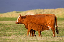Calf and cow on machair, North Uist, Western Isles / Outer Hebrides, Scotland, UK, May 2011