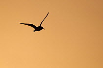 Redshank (Tringa totanus) silhouette at dusk, North Uist, Western Isles / Outer Hebrides, Scotland, UK, May