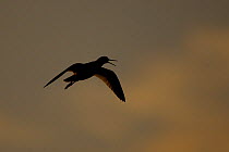 Redshank (Tringa totanus) silhouette at sunset, calling in flight, North Uist, Western Isles / Outer Hebrides, Scotland, UK, May