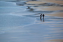 Silhouette of two people walking on wide expanse of beach, Luskentyre, North Harris, Western Isles / Outer Hebrides, Scotland, UK, May 2011