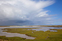 Coastal saltmarsh, North Uist, Western Isles / Outer Hebrides, Scotland, UK, May 2011