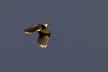 Lapwing (Vanellus vanellus) in flight, North Uist, Western Isles / Outer Hebrides, Scotland, UK, May 2011