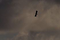 Lapwing (Vanellus vanellus) silhouette in flight, North Uist, Western Isles / Outer Hebrides, Scotland, UK, May 2011
