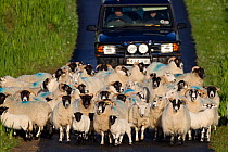 Crofter driving sheep along lane from vehicle, RSPB Balranald nature reserve, North Uist, Western Isles / Outer Hebrides, Scotland, UK, May 2011
