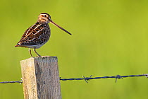 Snipe (Gallinago gallinago) perched on fencepost, RSPB Balranald nature reserve, North Uist, Western Isles / Outer Hebrides, Scotland, UK, May. Did you know? The tip of a snipe's beak contains nerve e...