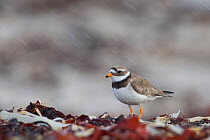 Ringed plover (Charadrius hiaticula) on shoreline, RSPB Balranald nature reserve, North Uist, Western Isles / Outer Hebrides, Scotland, UK, May