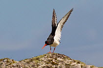 Oystercatcher (Haematopus ostralegus) on shoreline, stretching wings, RSPB Balranald nature reserve, North Uist, Western Isles / Outer Hebrides, Scotland, UK, May