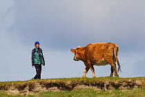 Birdwatcher meets cow at RSPB Balranald nature reserve, North Uist, Western Isles / Outer Hebrides, Scotland, UK, May 2011
