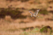 Short-eared owl (Asio flammeus) flying over moorland, North Uist, Western Isles / Outer Hebrides, Scotland, UK, May