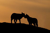 Two Lambs, silhouetted at sunset, Balranald, North Uist, Western Isles / Outer Hebrides, Scotland, UK, May
