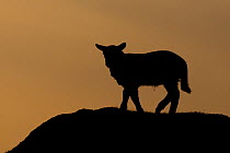 Lamb silhouetted at sunset, Balranald, North Uist, Western Isles / Outer Hebrides, Scotland, UK, May