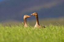 Two Greylag geese (Anser anser) in farm field, Glenfeshie, Cairngorms NP, Scotland, UK, May